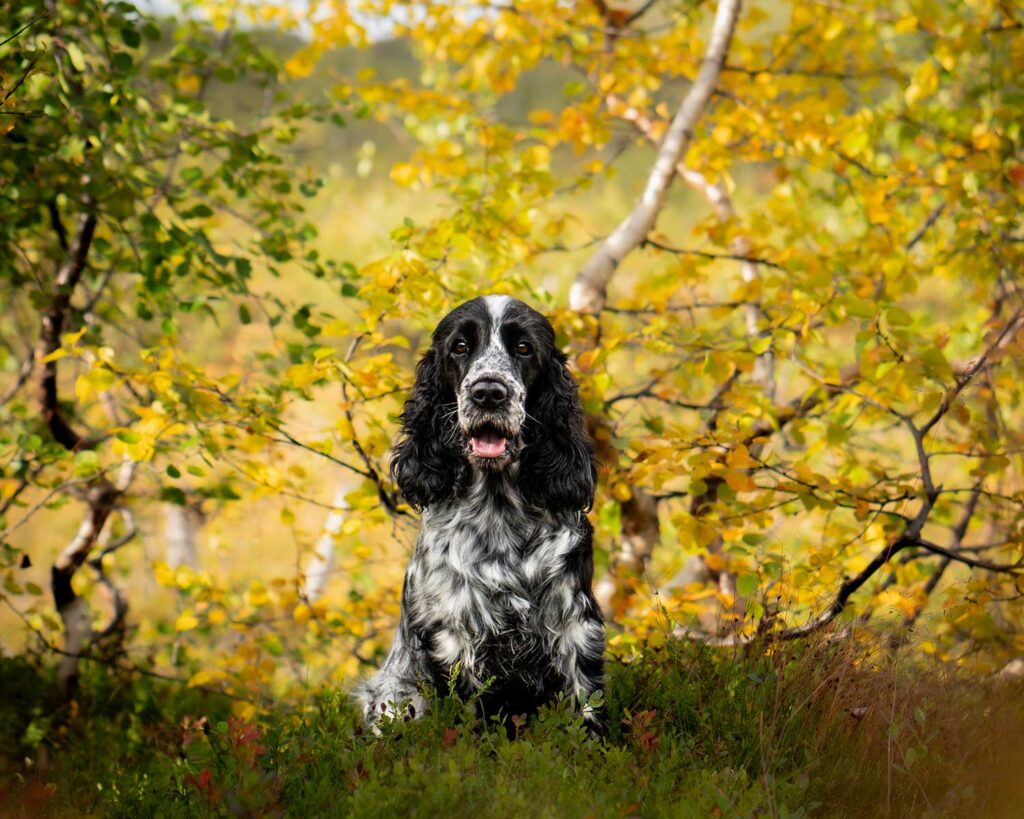 hundemat-fra-hundefolk